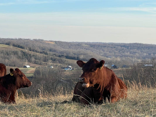 South Poll Cattle Arrival