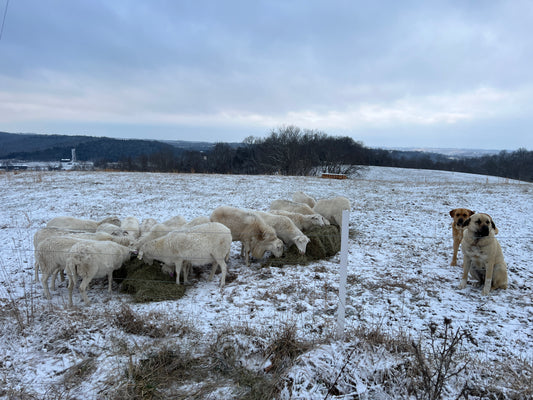 New Year New Ewes