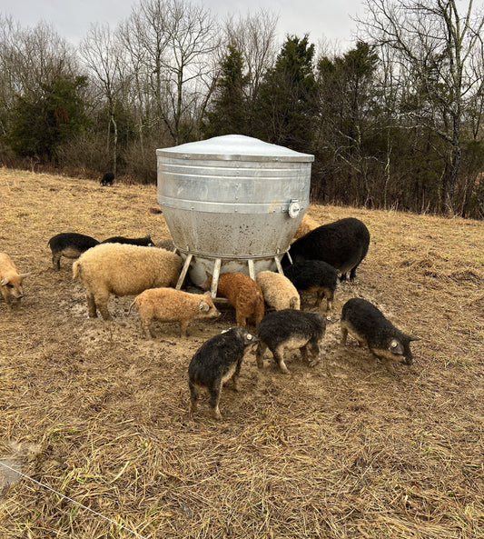 The Health Benefits of Corn-Free Feed for Meat Chickens and Pigs