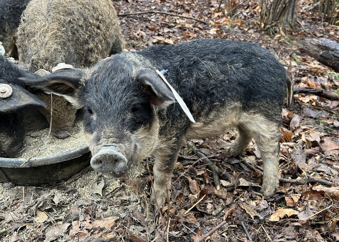 The Mangalista Pig - One of Oldest Breeds in Europe