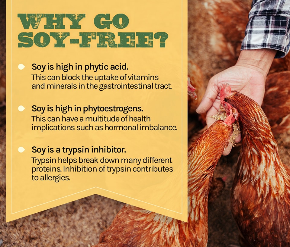 The Health Benefits of Soy-Free Feed for Meat Chickens and Pigs